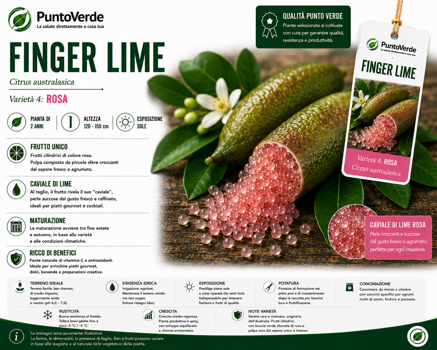 Alberello di Caviale Limone (Finger Lime)