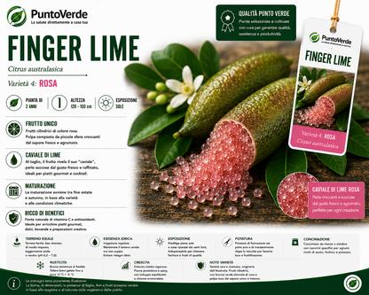 Alberello di Caviale Limone (Finger Lime)