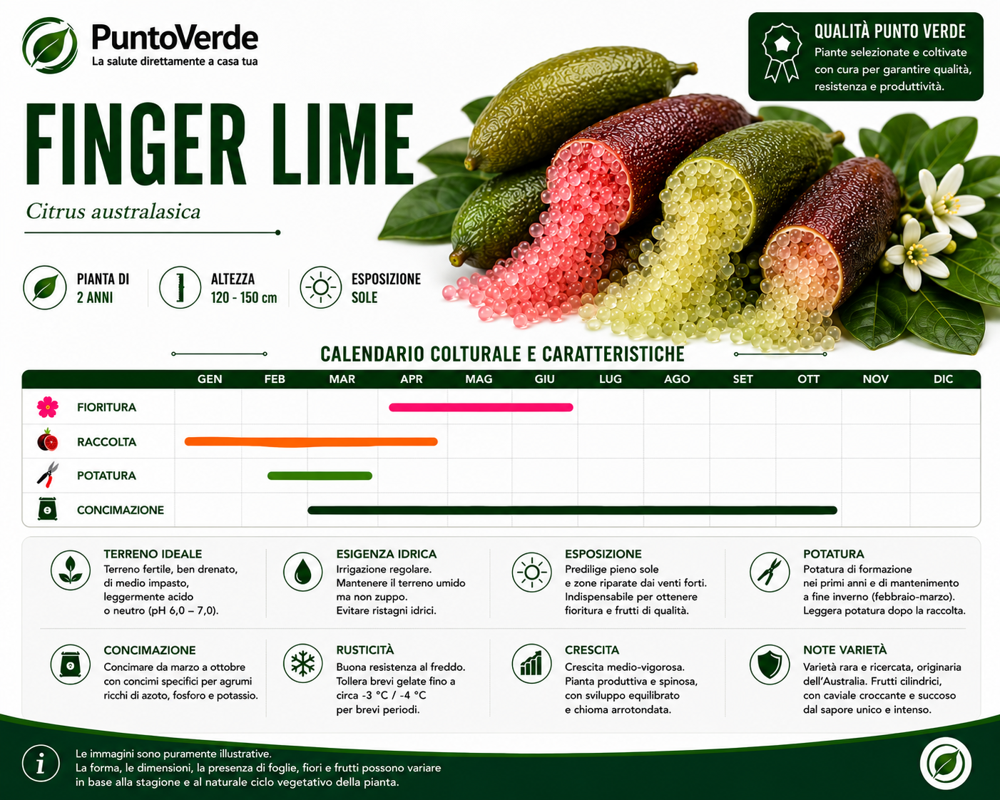 Alberello di Caviale Limone (Finger Lime)