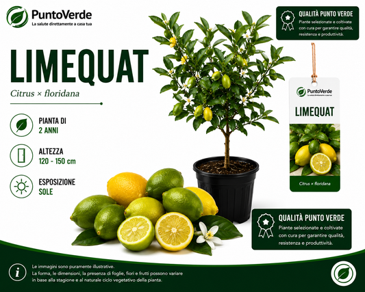 Alberello di Limone Limequat
