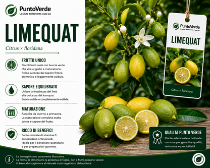 Alberello di Limone Limequat