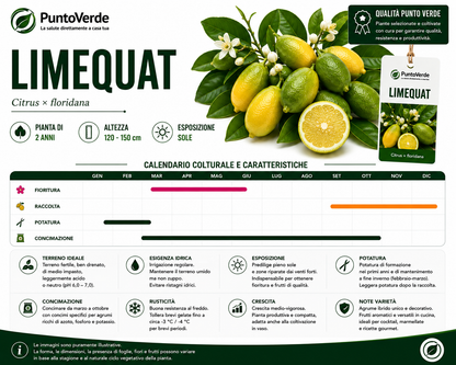 Alberello di Limone Limequat