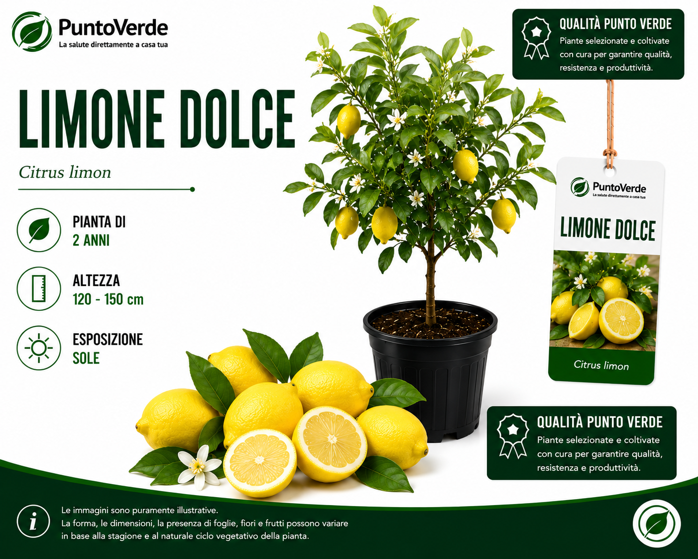 Alberello di Limone Dolce