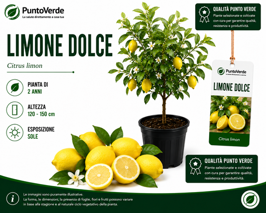 Alberello di Limone Dolce