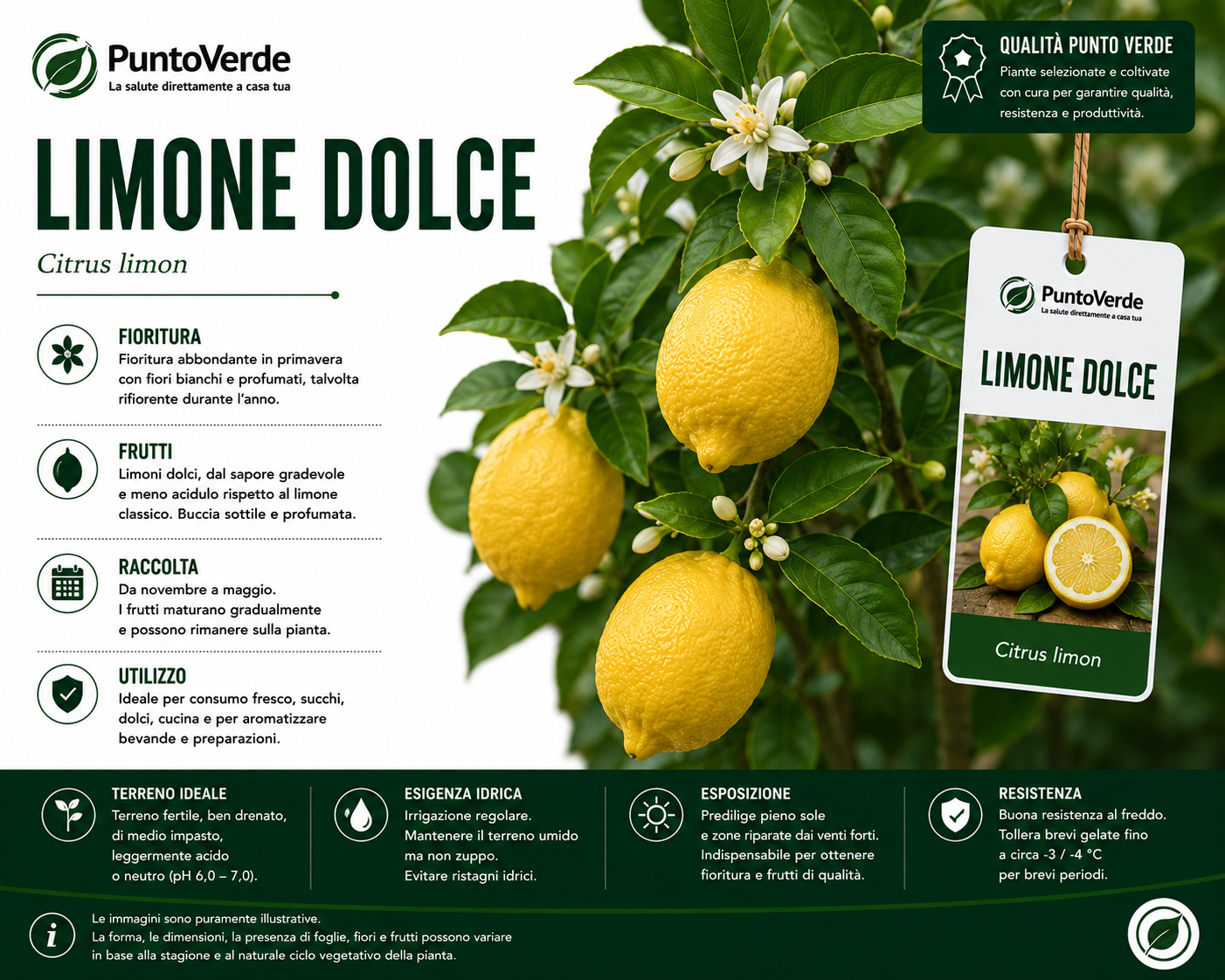 Alberello di Limone Dolce