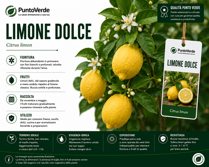 Alberello di Limone Dolce