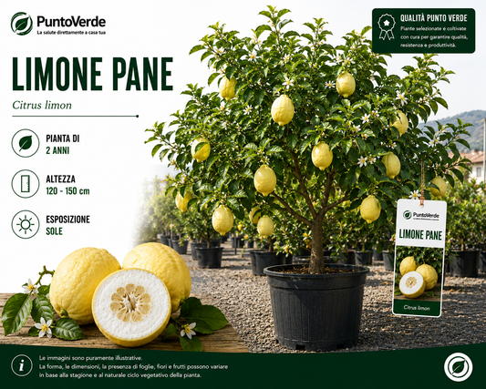 Alberello di Limone Pane