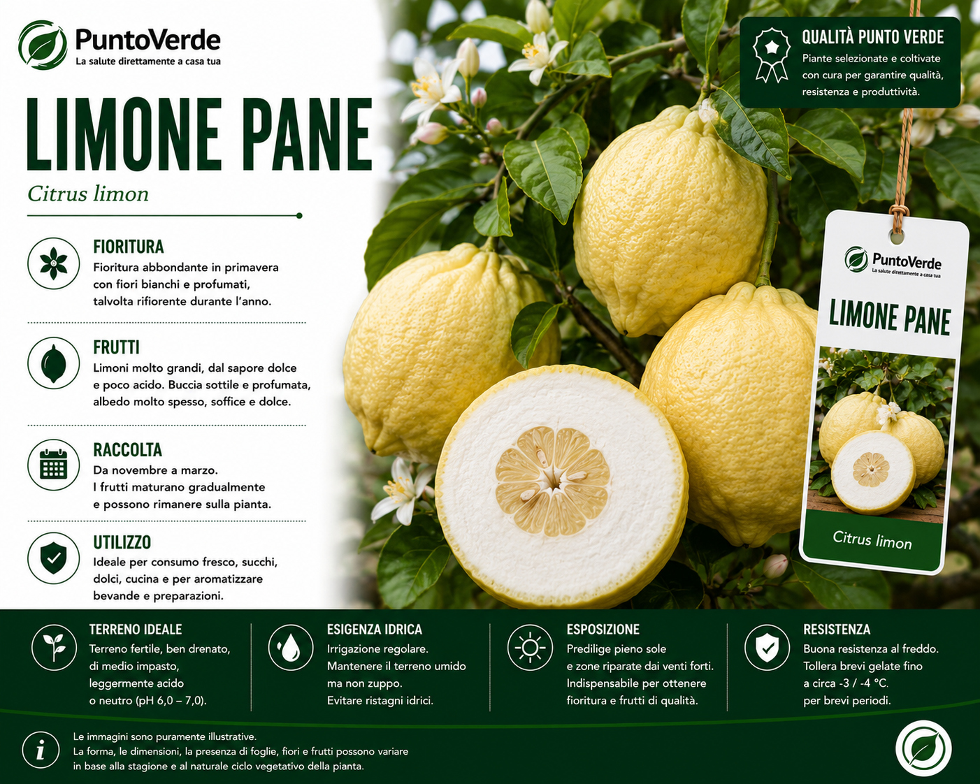 Alberello di Limone Pane