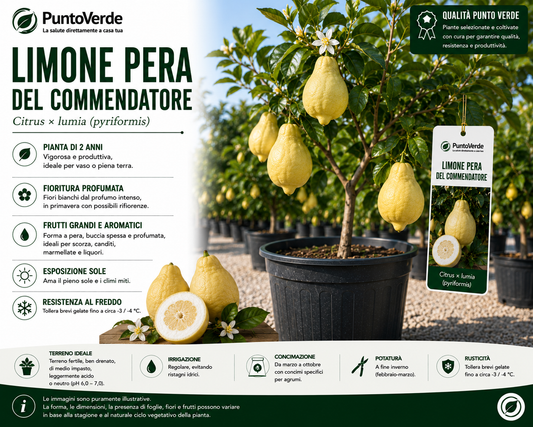 Alberello di Limone Pera del Commendatore