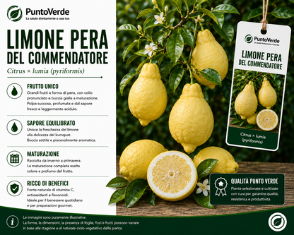 Alberello di Limone Pera del Commendatore