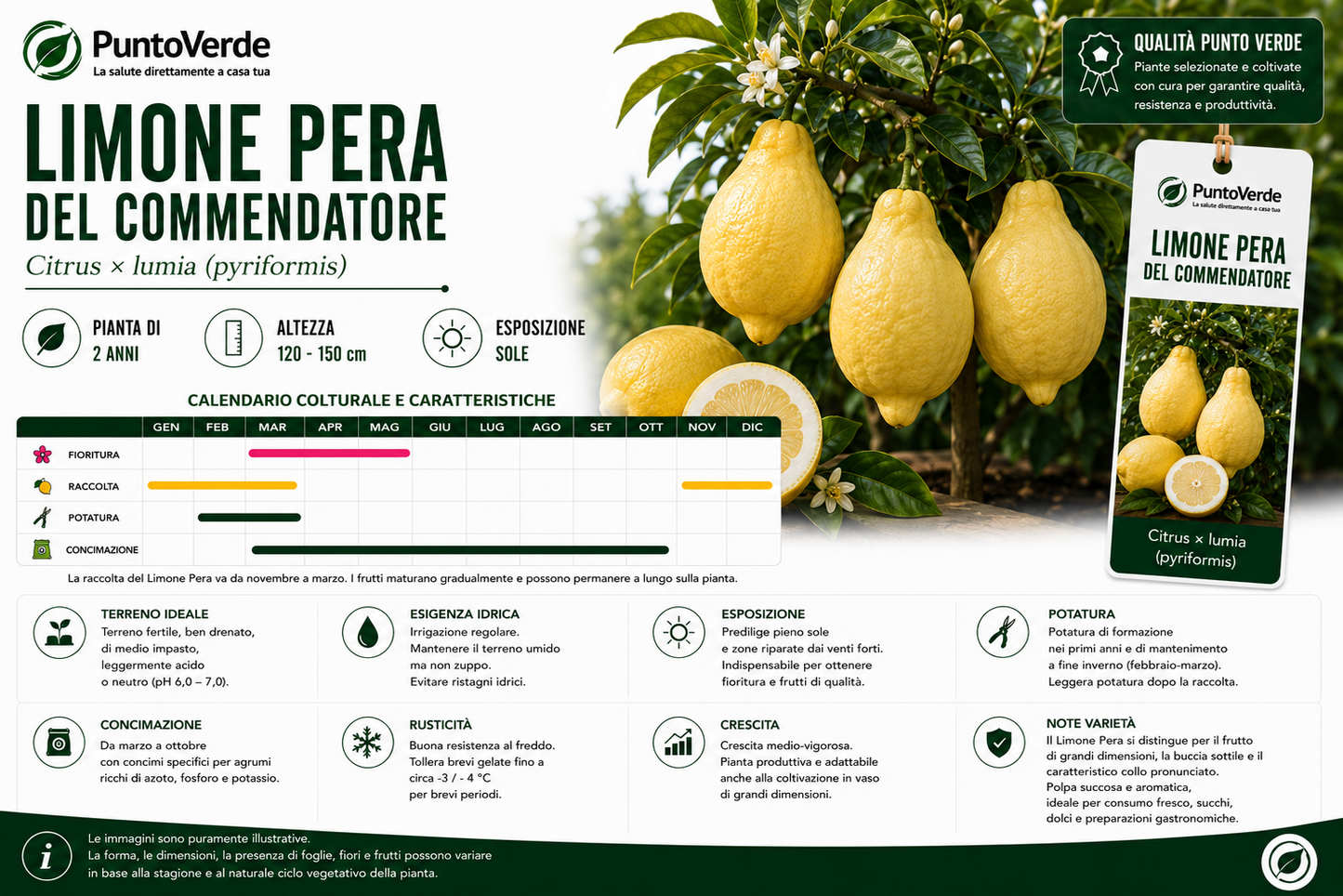 Alberello di Limone Pera del Commendatore
