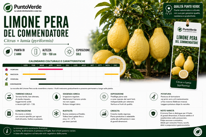 Alberello di Limone Pera del Commendatore