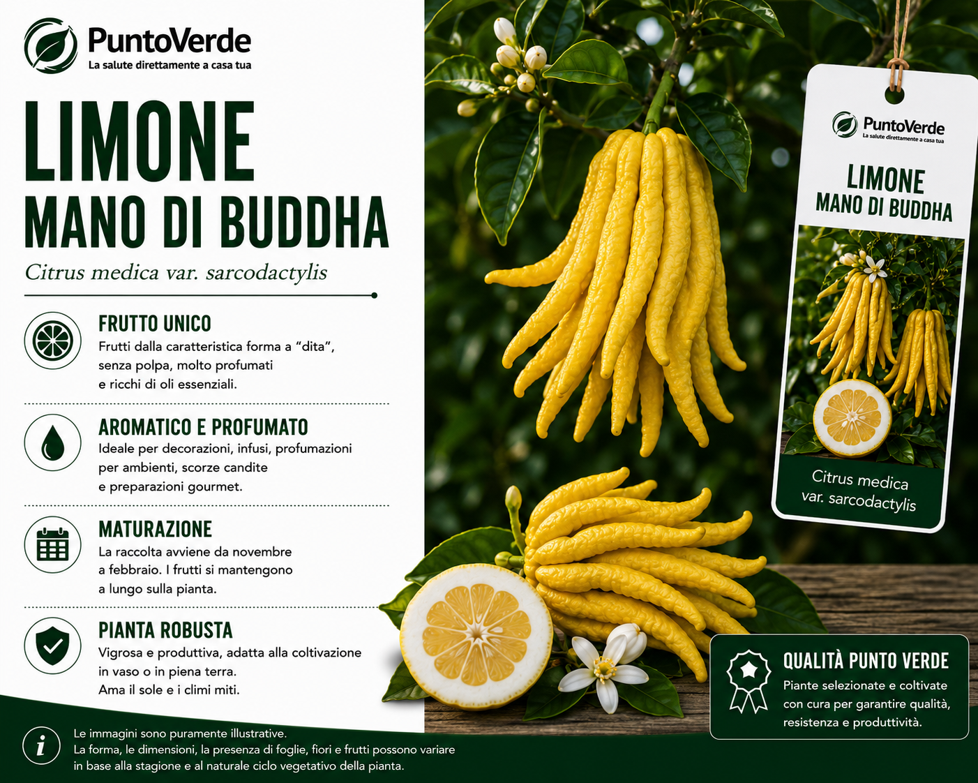 Alberello di Limone Mano di Budda