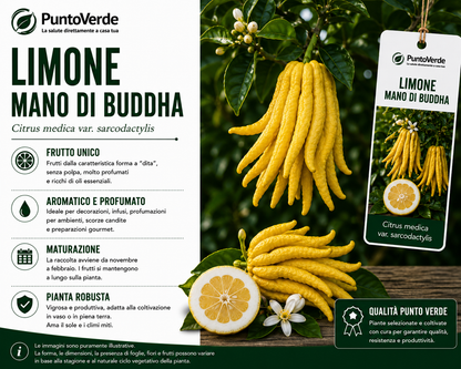 Alberello di Limone Mano di Budda