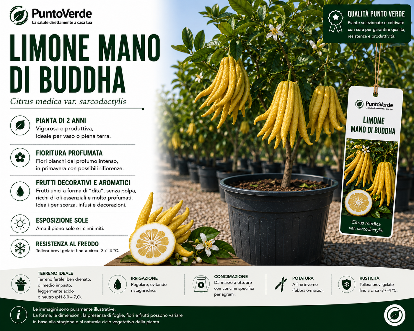 Alberello di Limone Mano di Budda