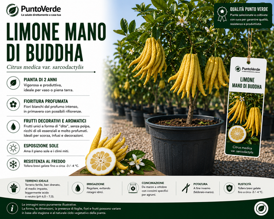 Alberello di Limone Mano di Budda