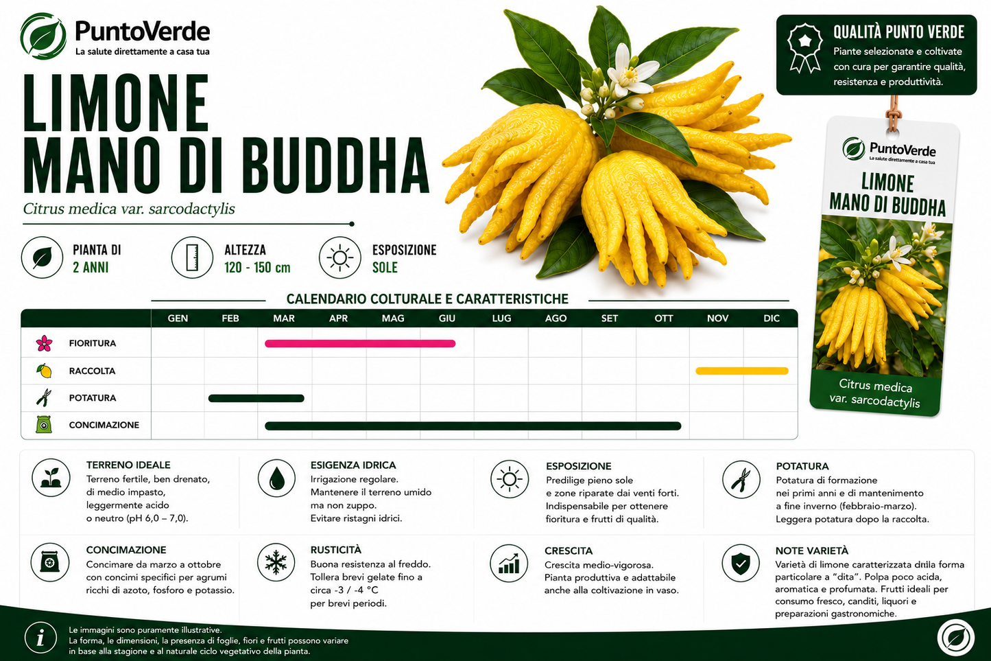Alberello di Limone Mano di Budda