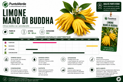 Alberello di Limone Mano di Budda