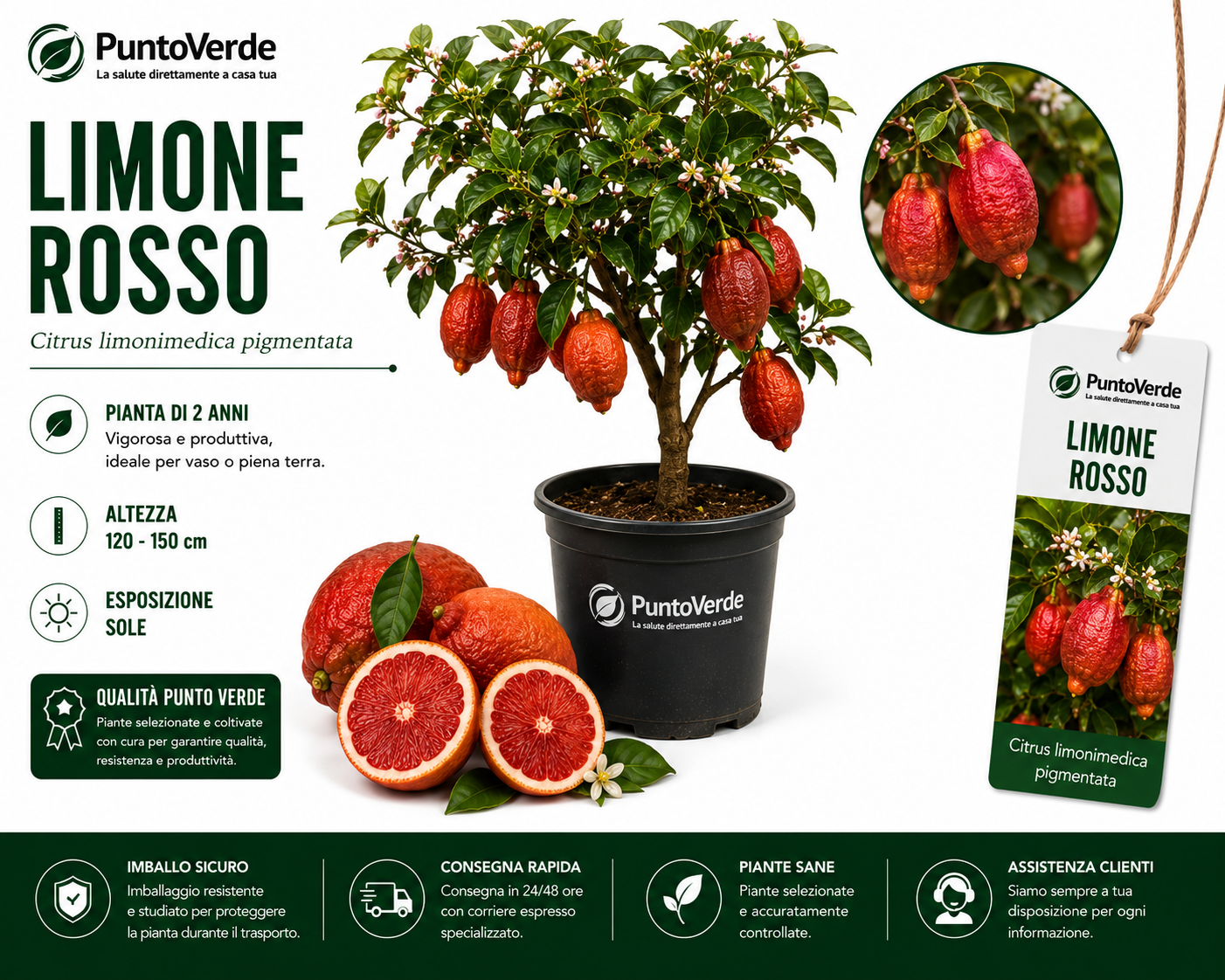Alberello di Limone Rosso