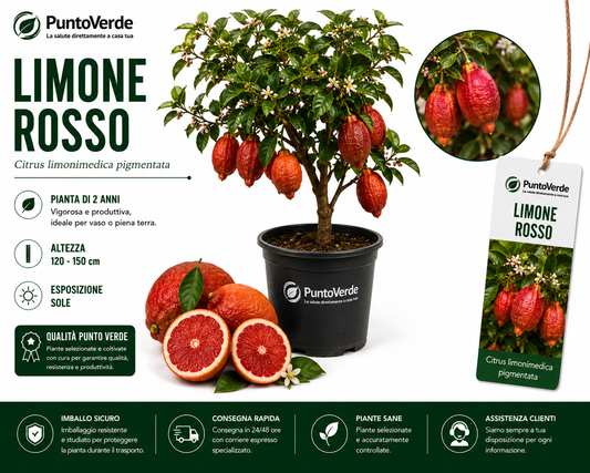 Alberello di Limone Rosso
