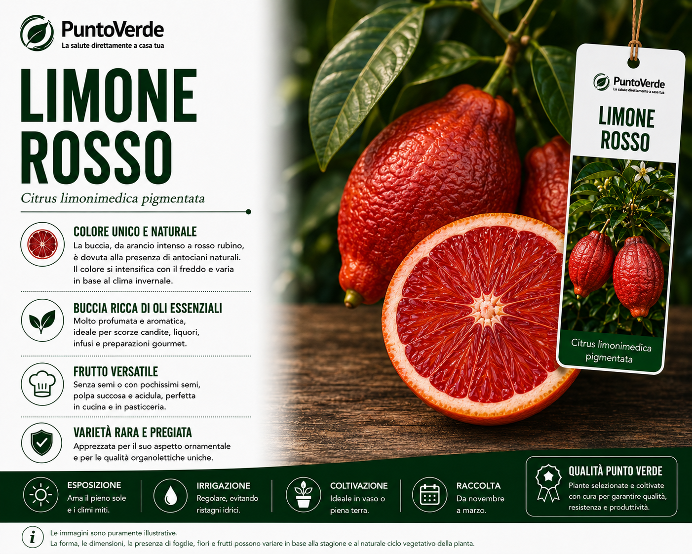 Alberello di Limone Rosso