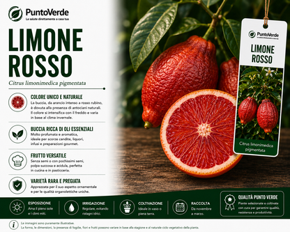 Alberello di Limone Rosso