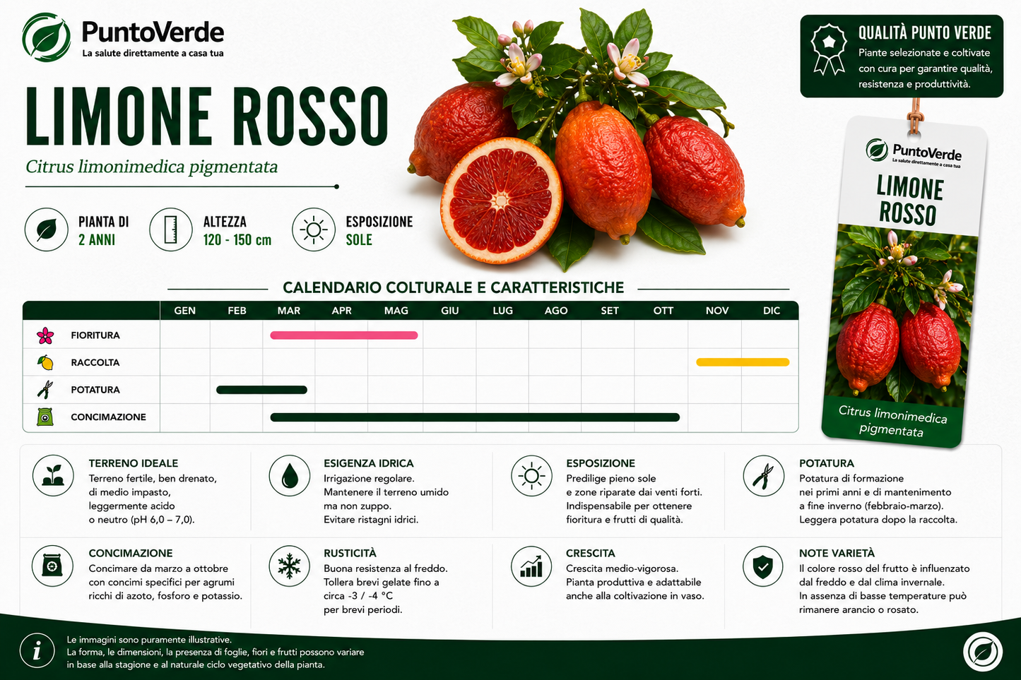 Alberello di Limone Rosso