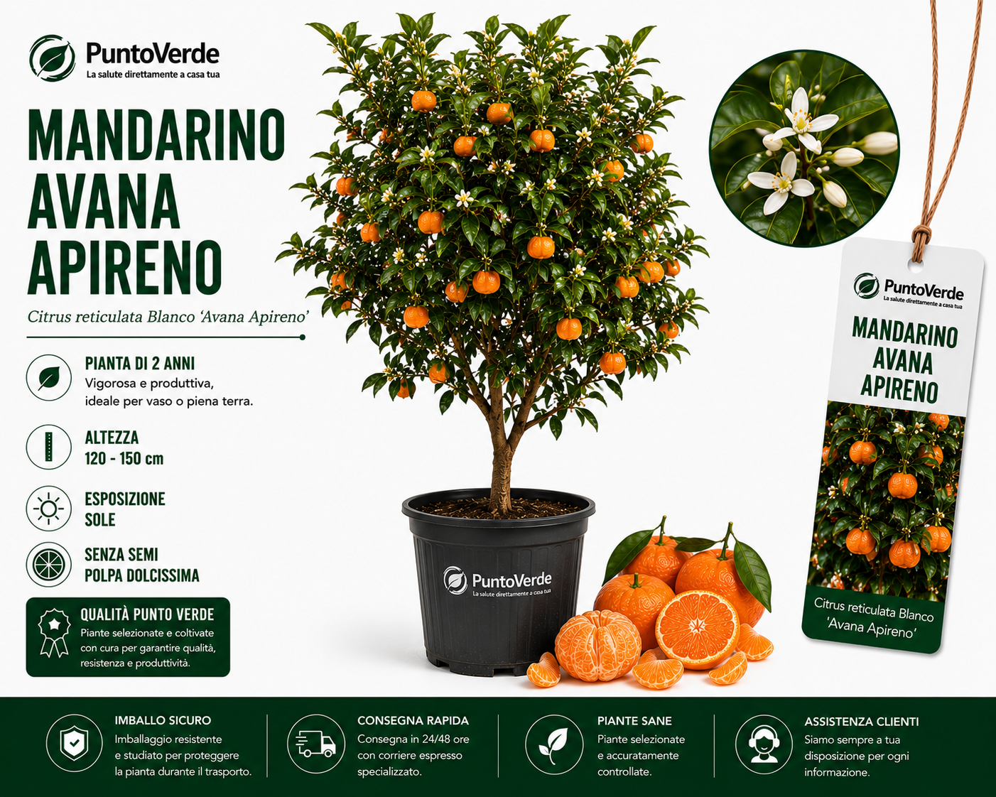 Alberello di Avana Apireno
