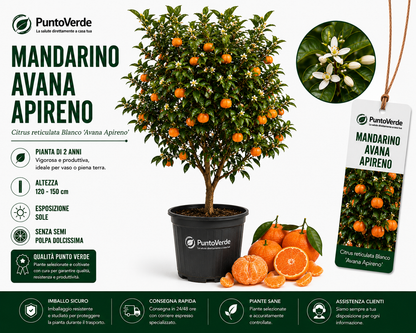 Alberello di Avana Apireno