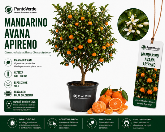 Alberello di Avana Apireno