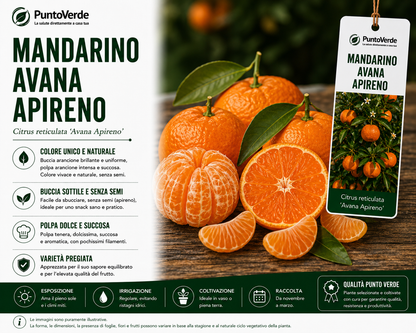Alberello di Avana Apireno