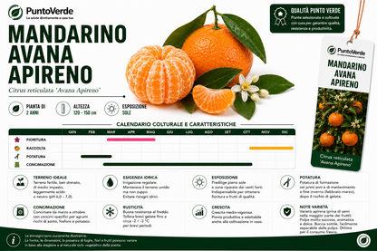 Alberello di Avana Apireno