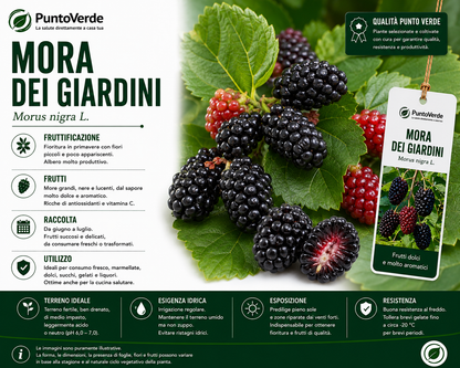 Alberello di Mora dei Giardini
