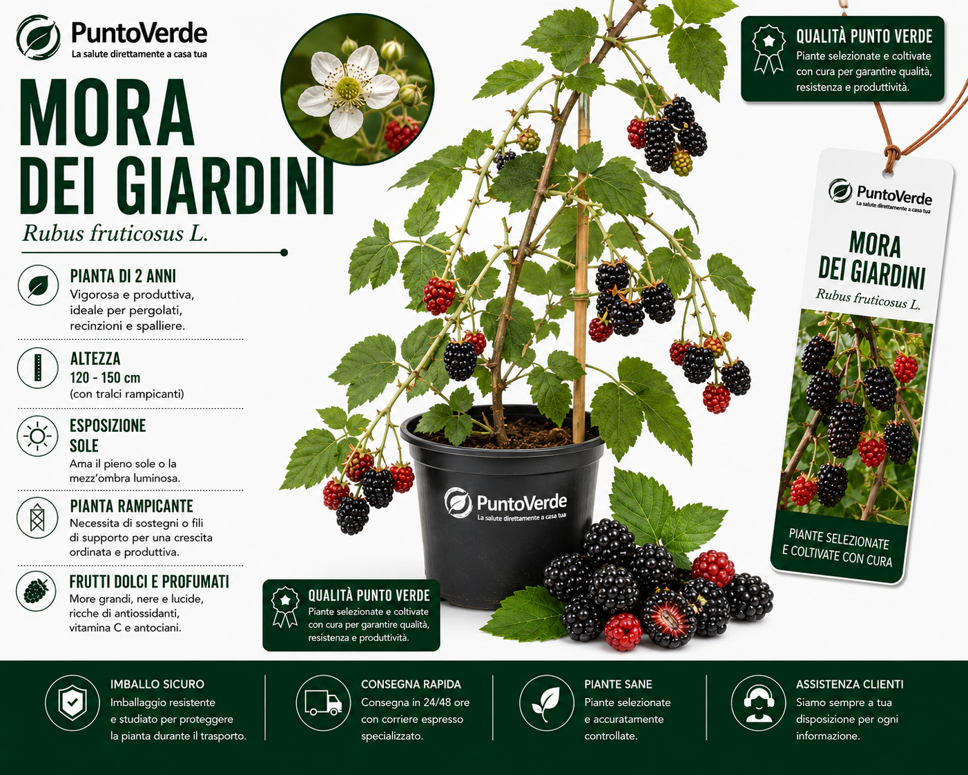 Alberello di Mora dei Giardini
