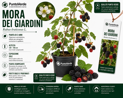Alberello di Mora dei Giardini