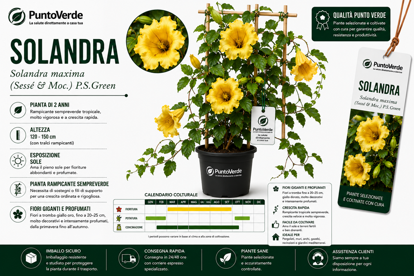 Pianta di Solandra