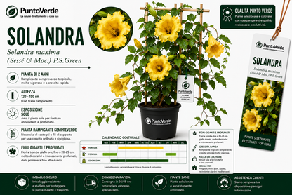 Pianta di Solandra