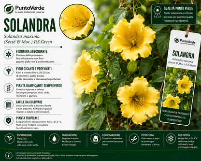 Pianta di Solandra