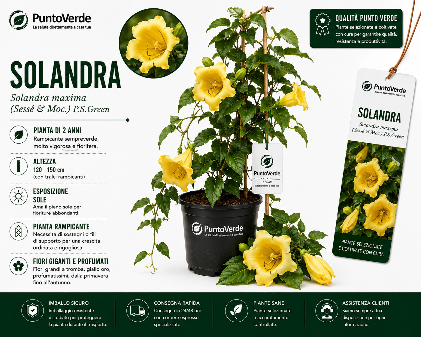 Pianta di Solandra