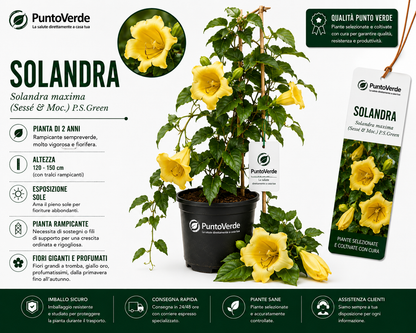 Pianta di Solandra