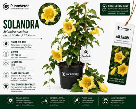 Pianta di Solandra