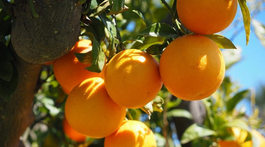 Alberello di Arancio Dolce