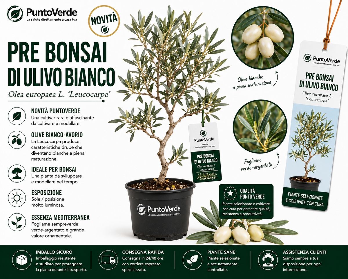 Pre Bonsai di Ulivo Bianco