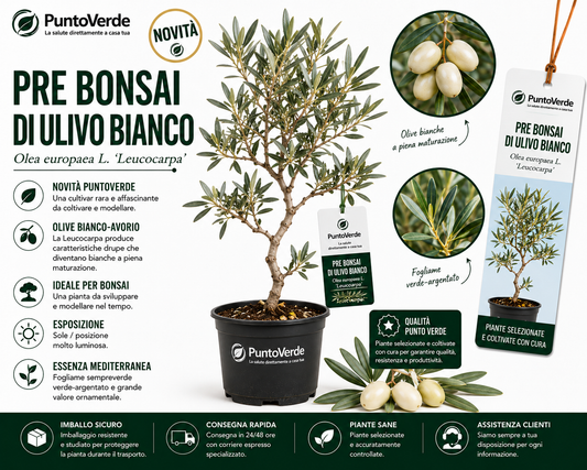 Pre Bonsai di Ulivo Bianco