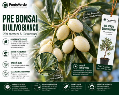 Pre Bonsai di Ulivo Bianco