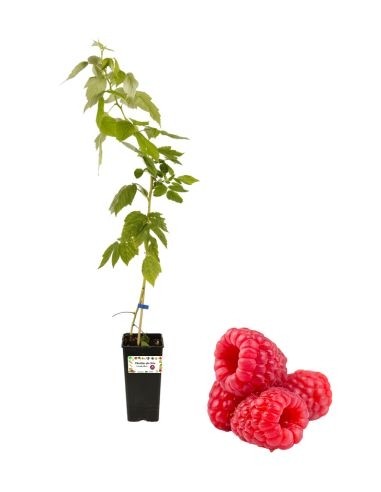 Alberello di Lampone rosso