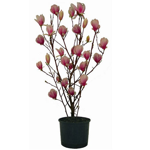 Pianta Magnolia