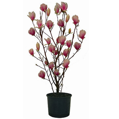 Pianta Magnolia