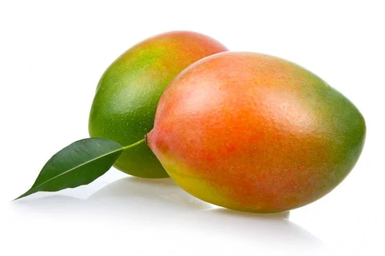 Alberello di Mango Keitt