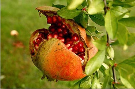 Alberello di Melograno Dente di Cavallo